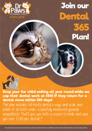 Dental Plan for Dogs | Diseño de Póster por Sayari 3