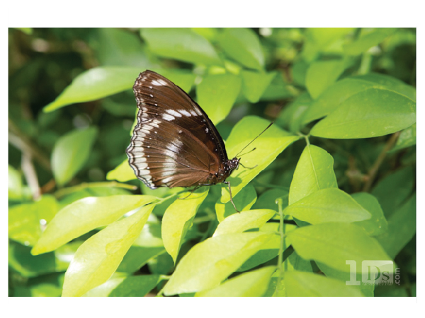 Diseño de Logo por cre8corner.com para este proyecto | Diseño #712254