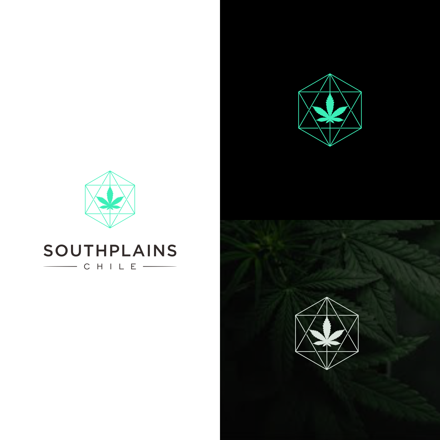 Logo Design by Mkey Designer for this project | Design #20512640