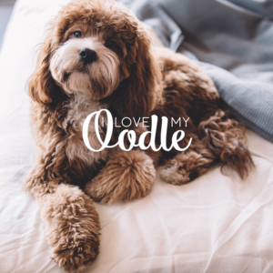 Logo Design by JanineTeresaA