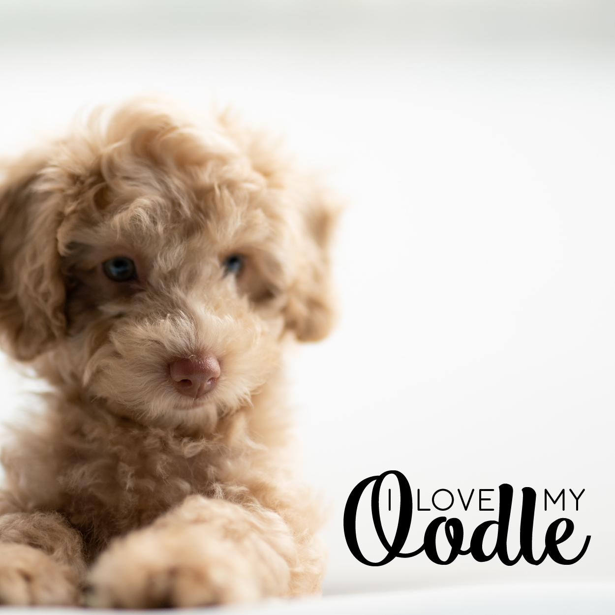 Diseño de Logo por JanineTeresaA para Interactive Investor Pty Ltd | Diseño #20972669