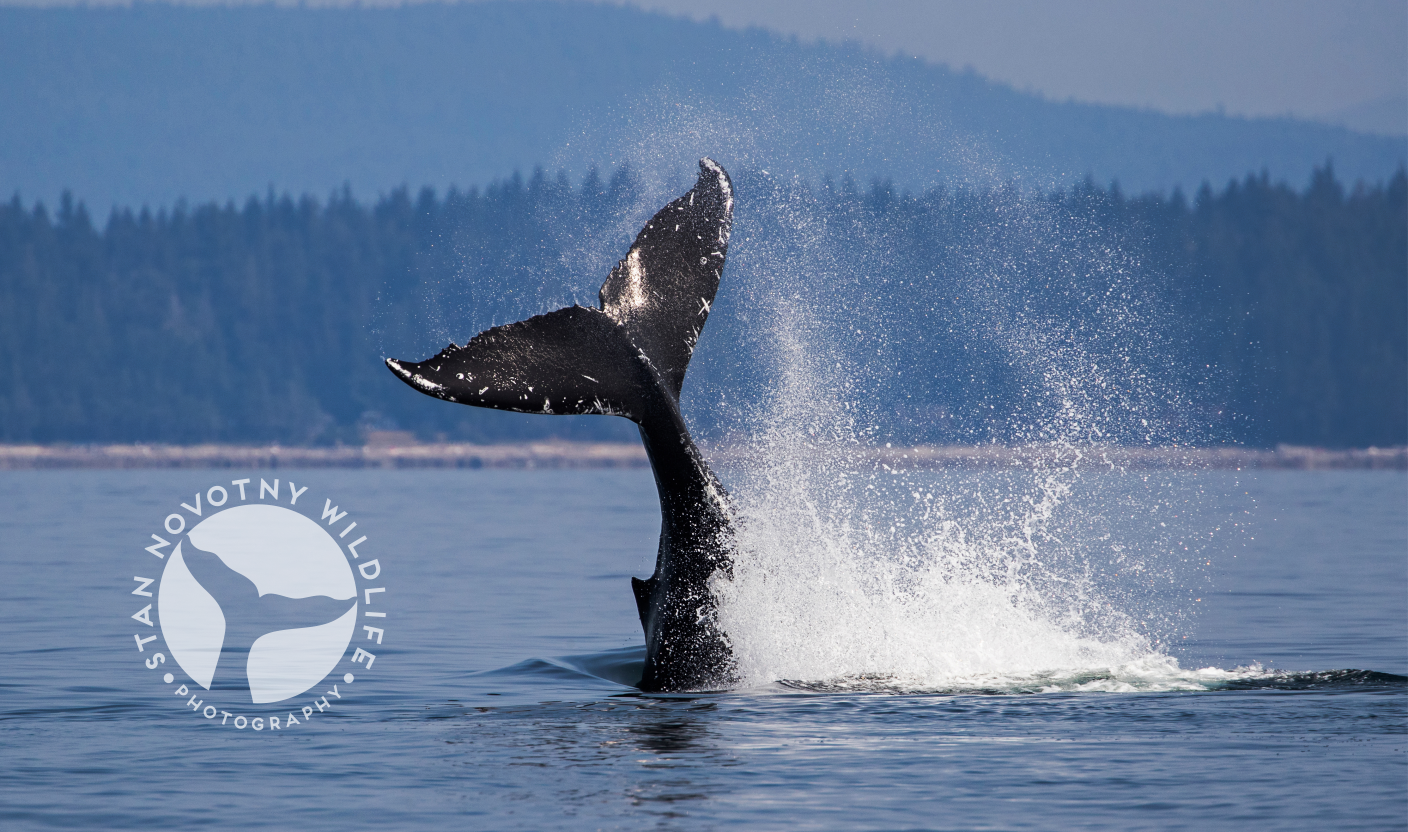 Diseño de Logo por Mimi &amp; Max para este proyecto | Diseño #21178464