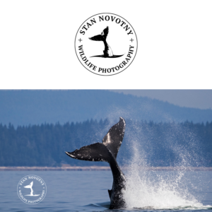 Stan Novotny Wildlife photography.   | Logo Design by Valtti Design