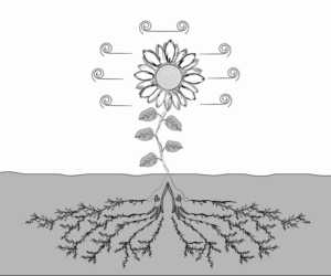 Vector Design by MaxWill Design for Eve-Volution Inc | Design: #21467899