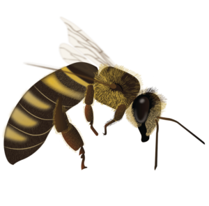 Illustration Design by Skybluedesignstudio for this project | Design: #21997689