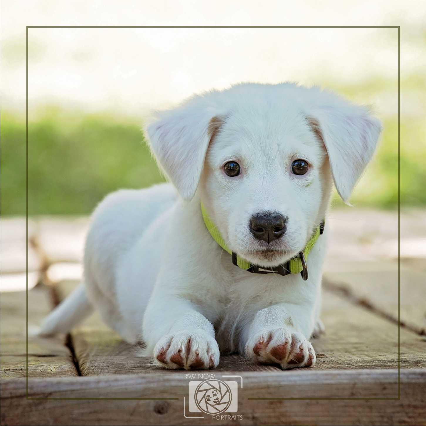 Logo-Design von DigitalArt für dieses Projekt | Design #22124528