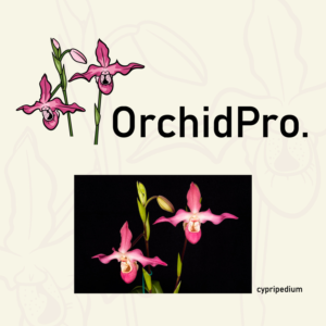 Logo Design by Sirens Call
