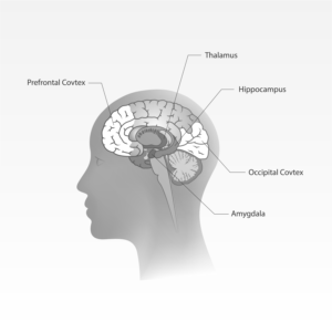 Brain Illustration for a Book called Wake-Up | Design Illustration par Aistikart