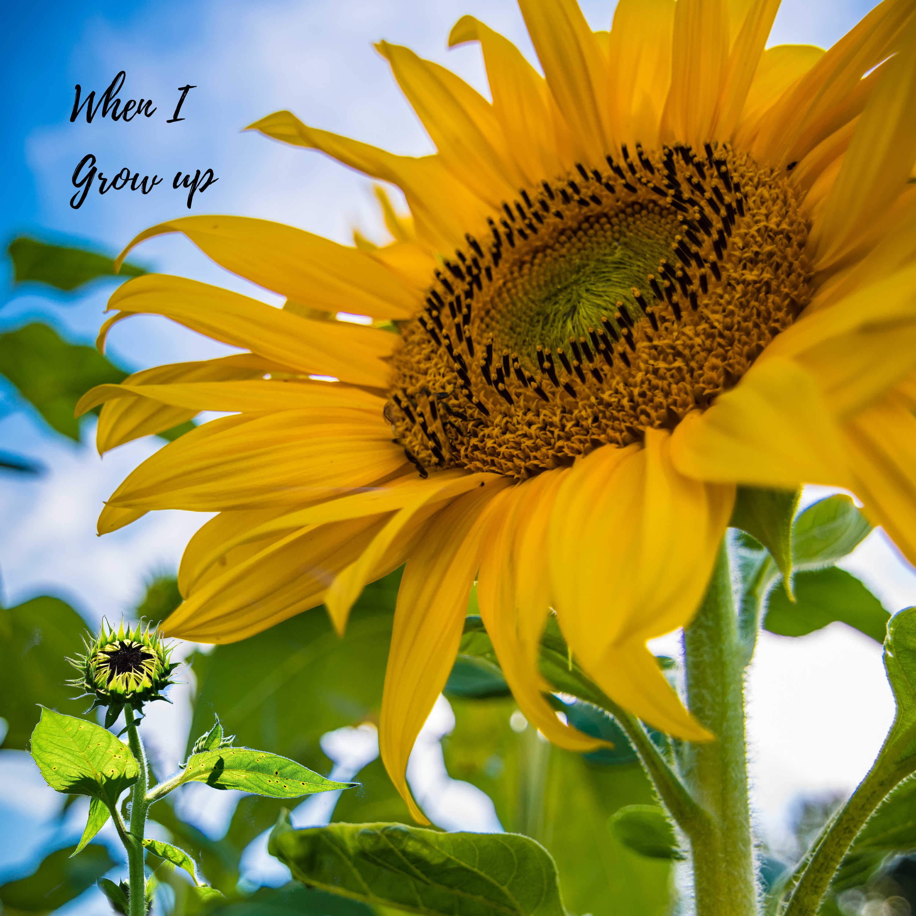 CD Cover Design by diana popescu for this project | Design #22563854