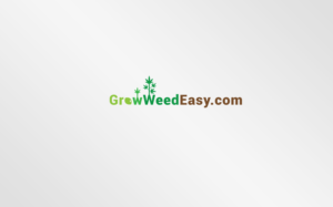 Logo Design by MT