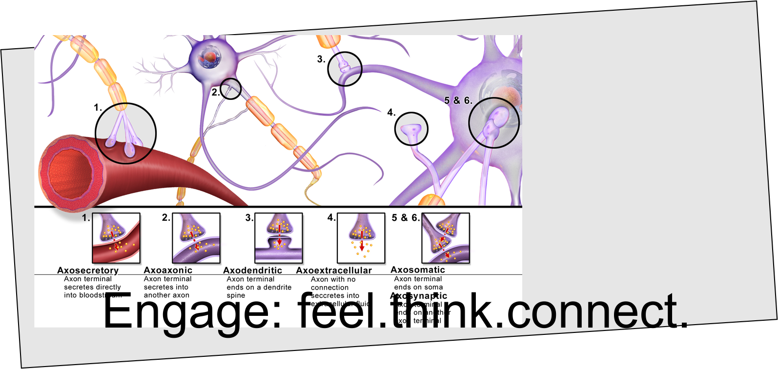 Logo Design by kolevvp for Engage: feel.think.connect. | Design #22732982