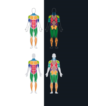 Simple illustration of Human anatomy | Illustration-Design von StudioD™