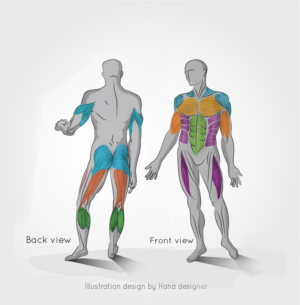 Simple illustration of Human anatomy | Illustration-Design von Hana