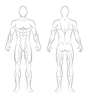 Simple illustration of Human anatomy | Illustration-Design von icirotrisna