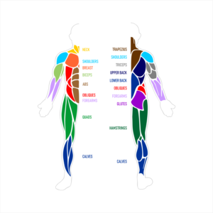 Simple illustration of Human anatomy | Diseño Con Ilustración por kolevvp
