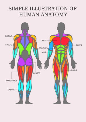 Simple illustration of Human anatomy | Diseño Con Ilustración por SAI DESIGNS