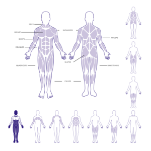 Simple illustration of Human anatomy | Diseño Con Ilustración por Gabriel T. Marques
