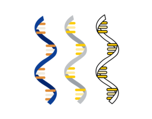 RNA sequence design | Graphic Design by IndreDesign