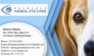 Business Card Design by DBoy 3