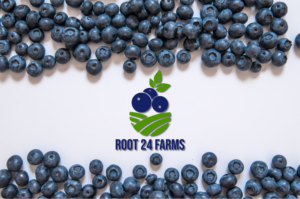 Logo Design by Costea Dan