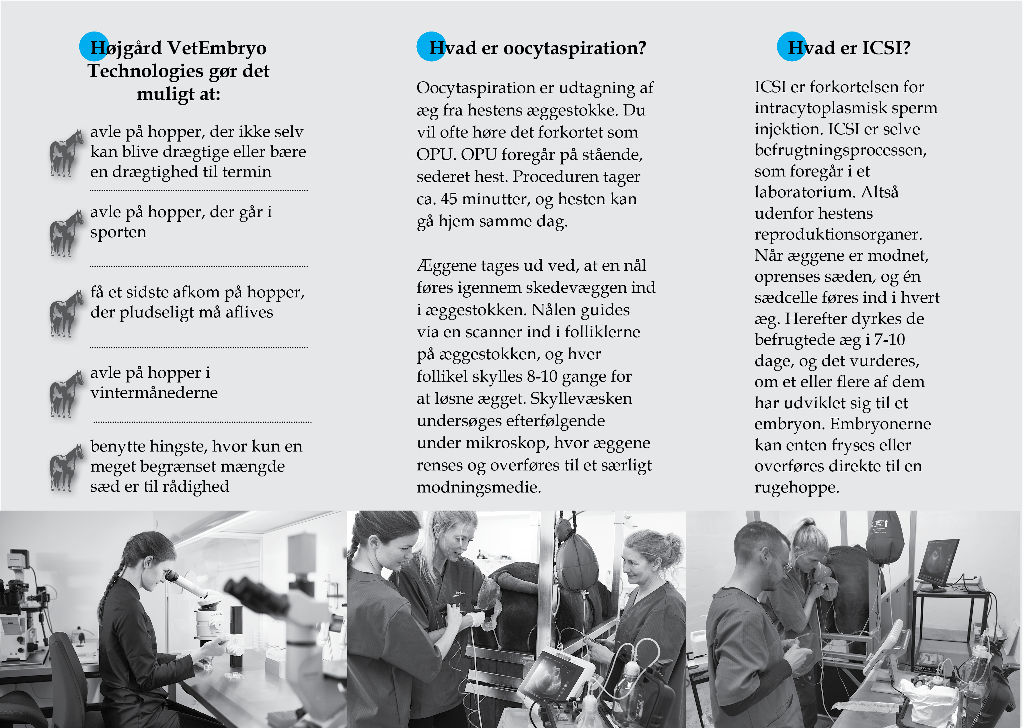 Flyer Design by Sheingart for Vet InVitro | Design #23418687