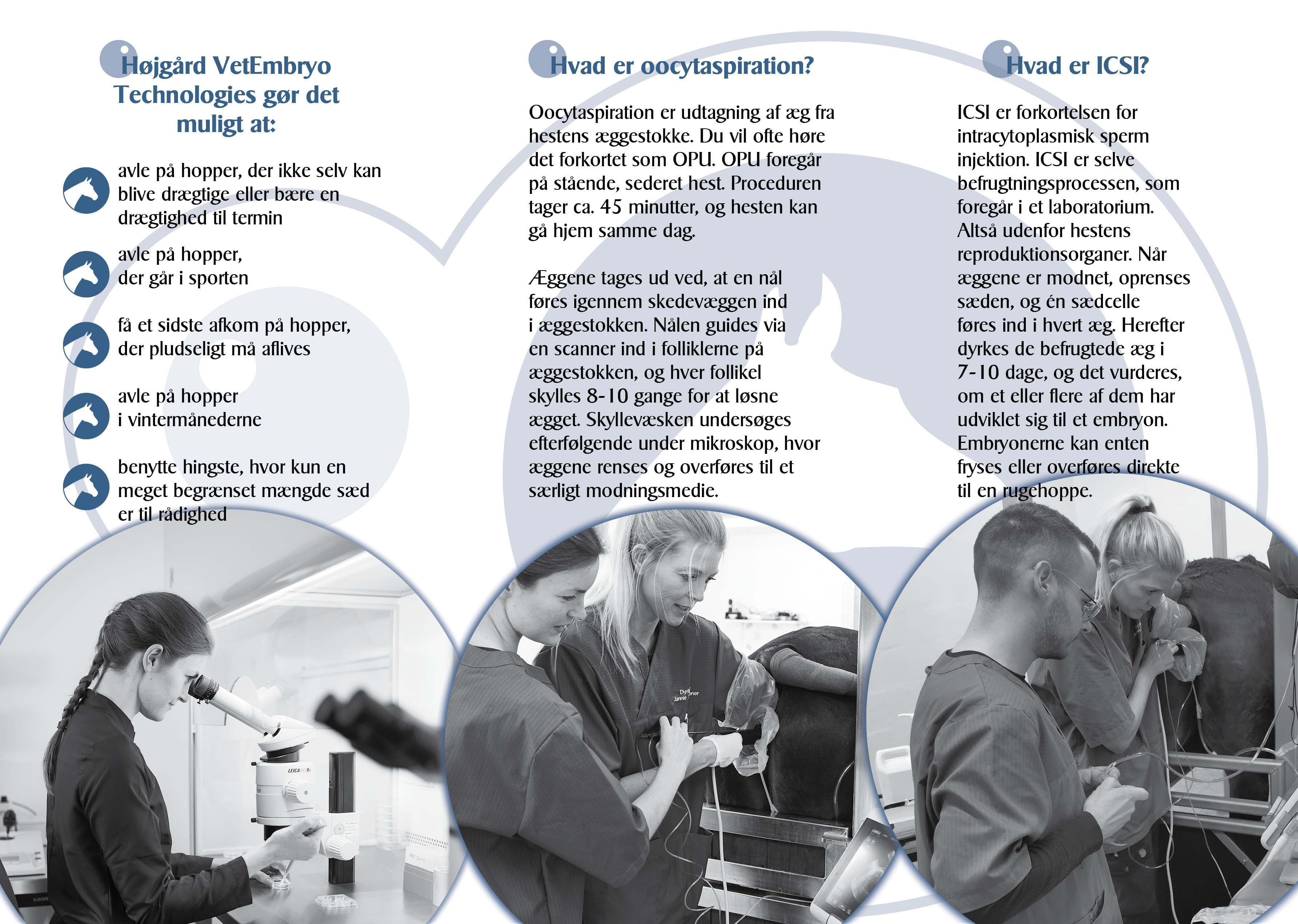 Diseño de Flyer por Sheingart para Vet InVitro | Diseño #23442179