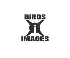 Logo Design by nicolca37 for this project | Design #23490439