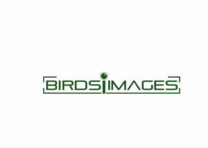 Logo Design by Amirpraboe