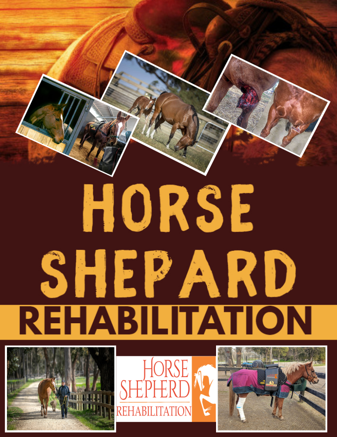 Flyer-Design von Giovanni für Horse Shepherd Park | Design #23505458