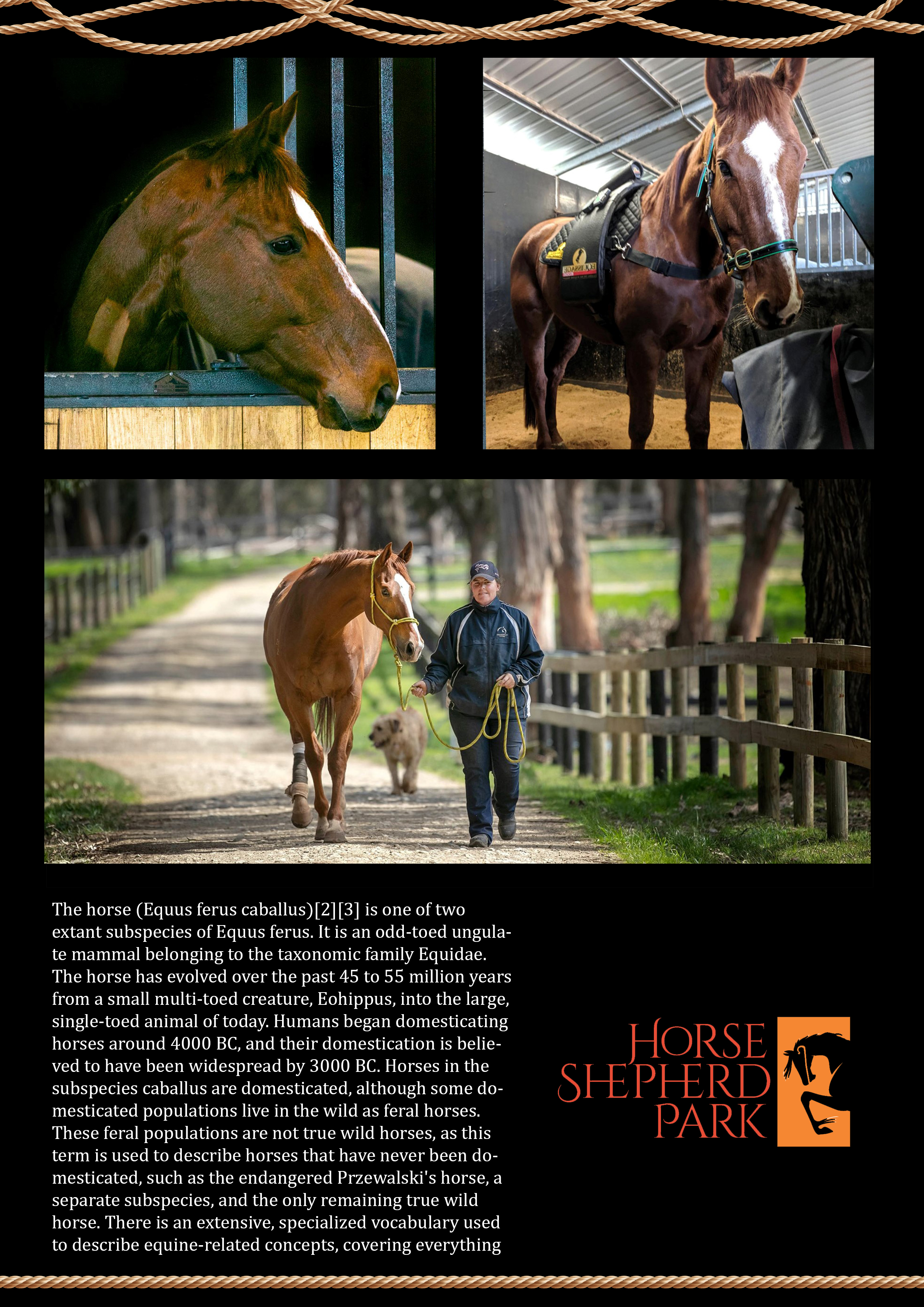 Flyer-Design von FLORENCIA 125 für Horse Shepherd Park | Design #23559181