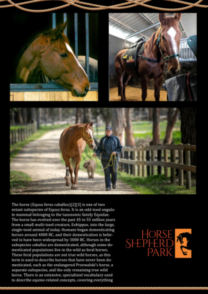 Diseño de Flyer por FLORENCIA 125 para Horse Shepherd Park | Diseño #23559181