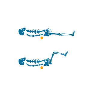 3 Simple Steps to Understand How Pelvipro Relieves Your Back Pain | Diseño Con Ilustración por Abiyoso28