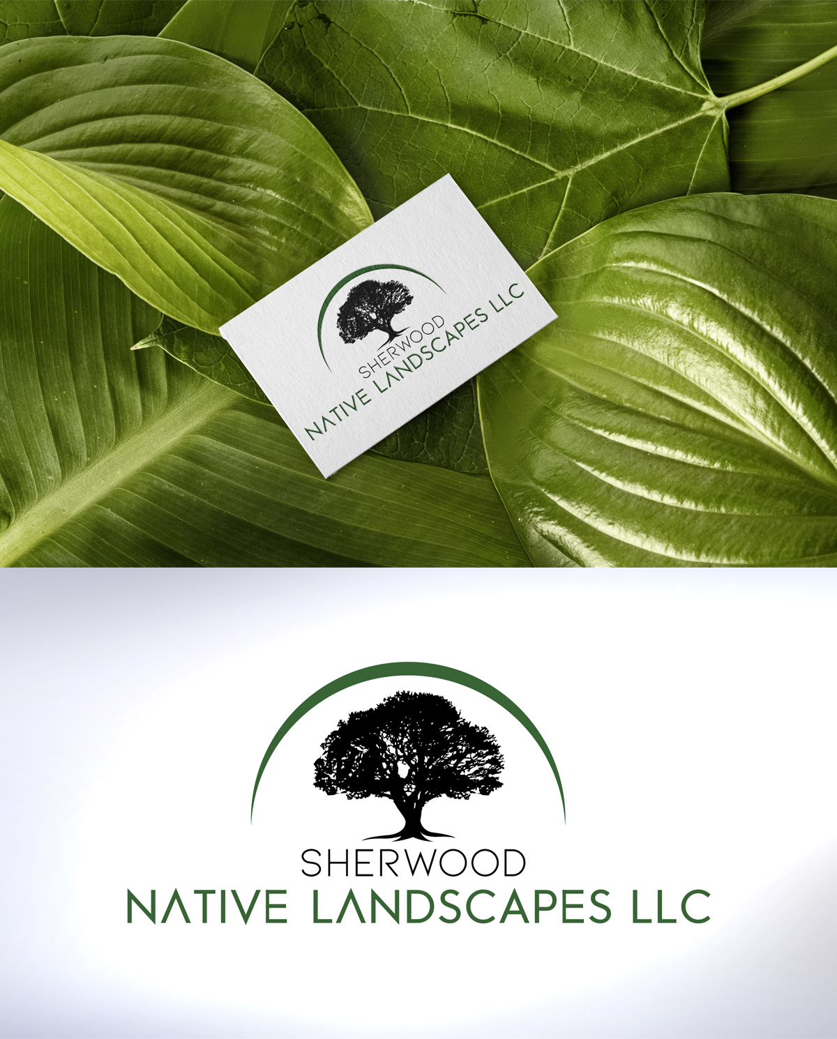 Logo Design by Marco Rubio for Sherwood Native Landscapes LLC | Design #23990152