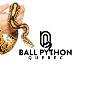 Logo Design by ahmadgo 2 for this project | Design: #24058401