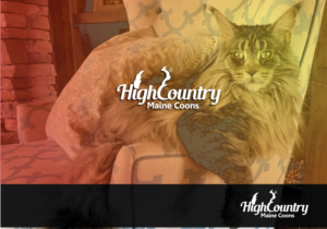 Logo Design by Maxtrokes2 for High Country Maine Coons | Design: #24084705