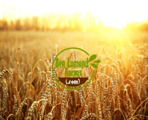 Logo Design by Giovanni for this project | Design: #24198834