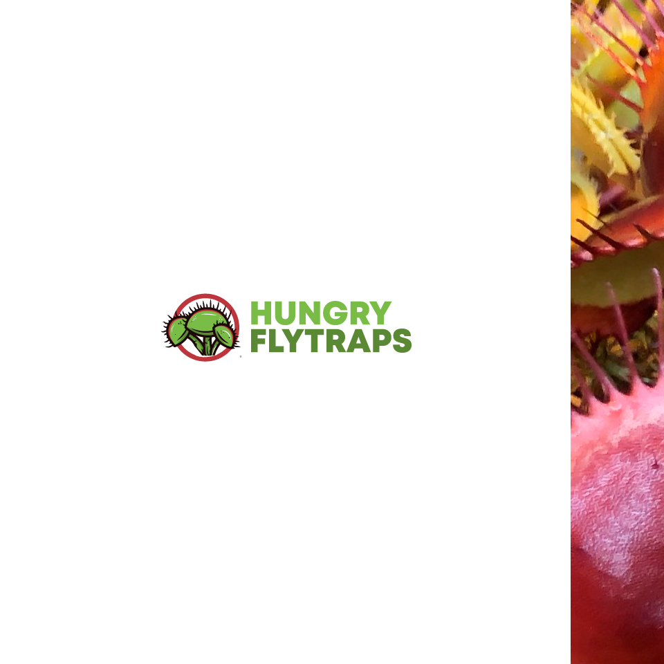 Logo Design by JoseDesign for this project | Design #24292467
