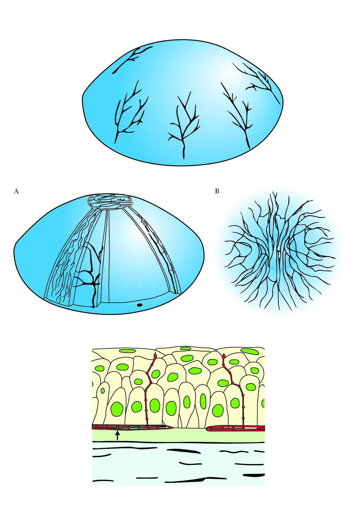 Illustration Design by Tiffwg for Fusion???? | Design #24423305