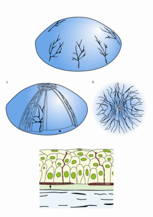 Illustration Design by Tiffwg