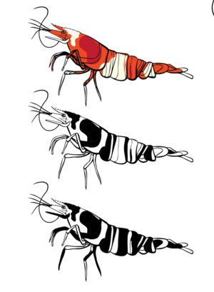 Shrimp Vinyl Sticker For autos and other uses | Diseño de Sticker por Pinky 