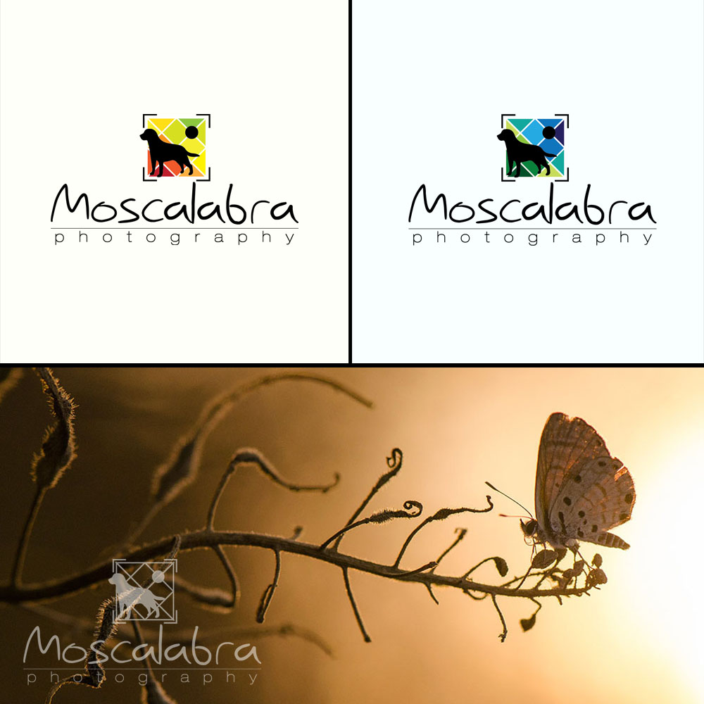 Diseño de Logo por ozanzeren para este proyecto | Diseño #3074580