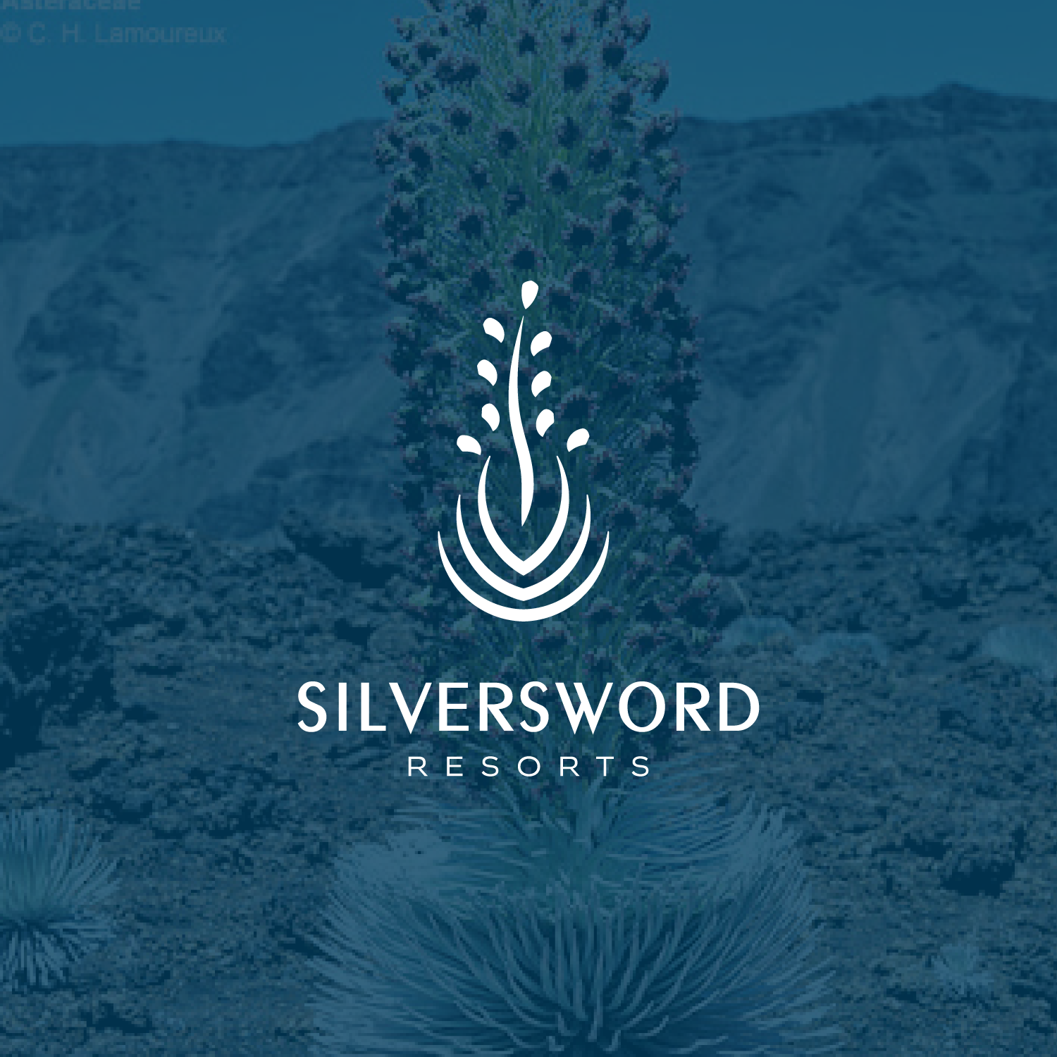 Logo Design by kacimo for this project | Design #24918039