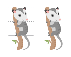 Image of a small Possum, sitting upright on a branch