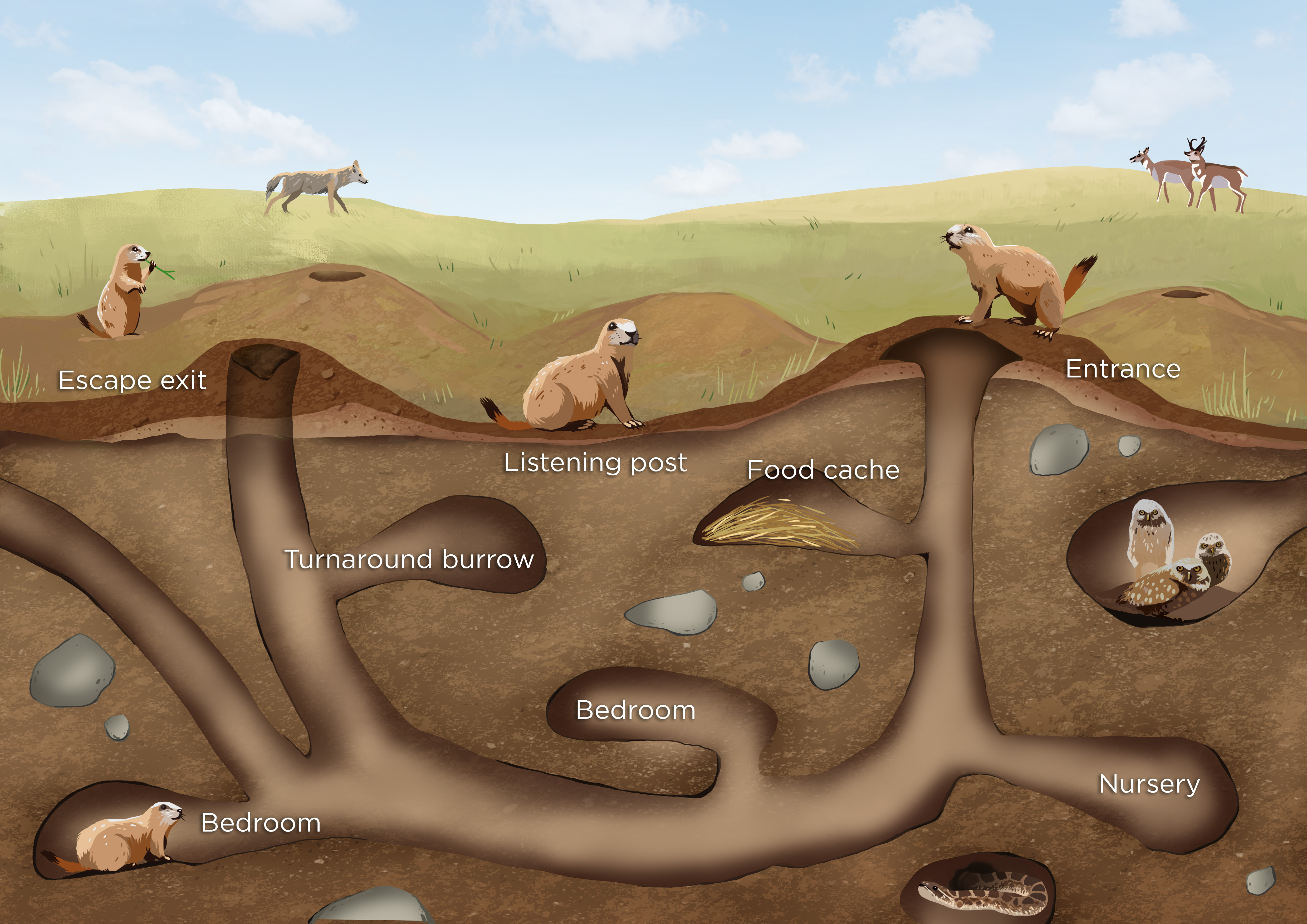 Illustration-Design von Wolfheart für Theodore Roosevelt Nature & History Association | Design #25776376