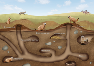 Illustration-Design von Wolfheart für Theodore Roosevelt Nature & History Association | Design #25776376