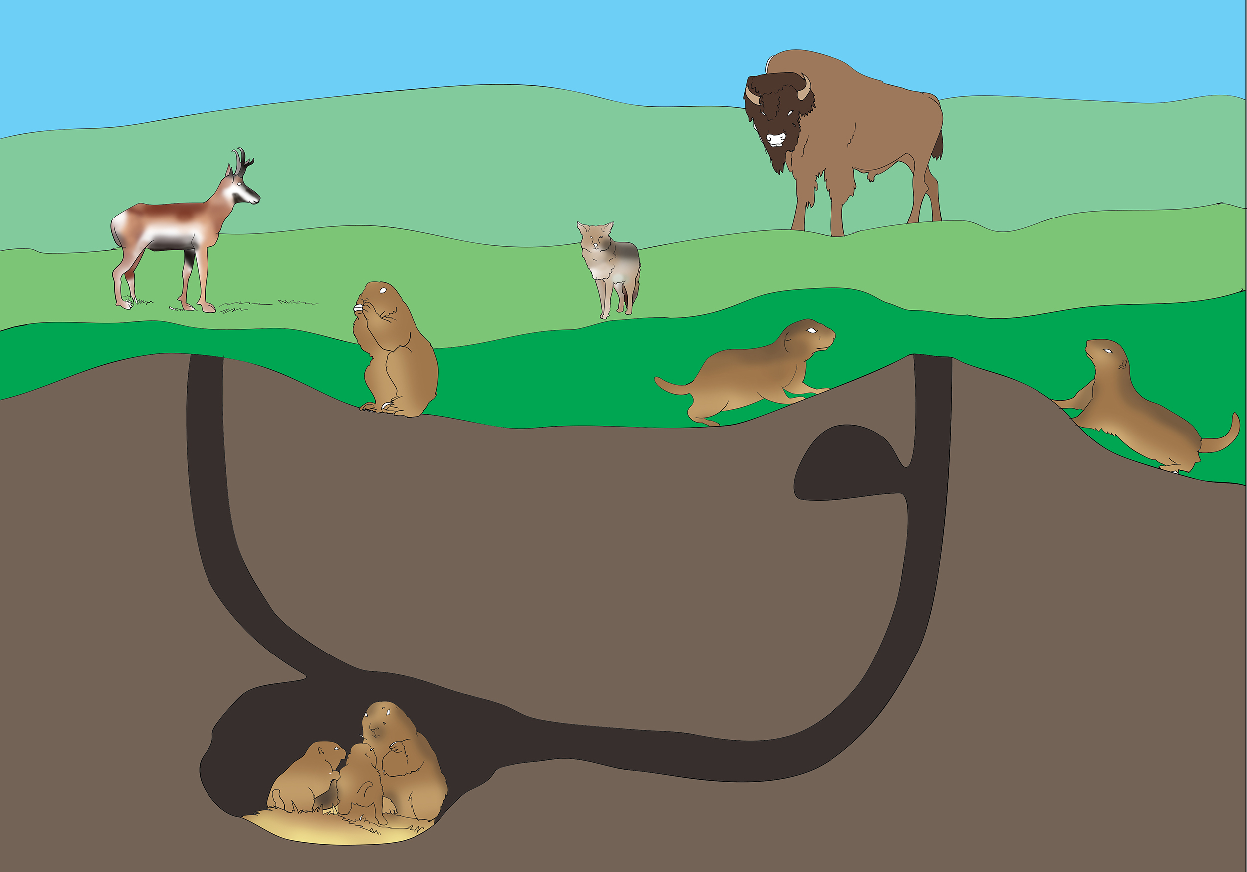 Illustration Design by arif for Theodore Roosevelt Nature & History Association | Design #25755184