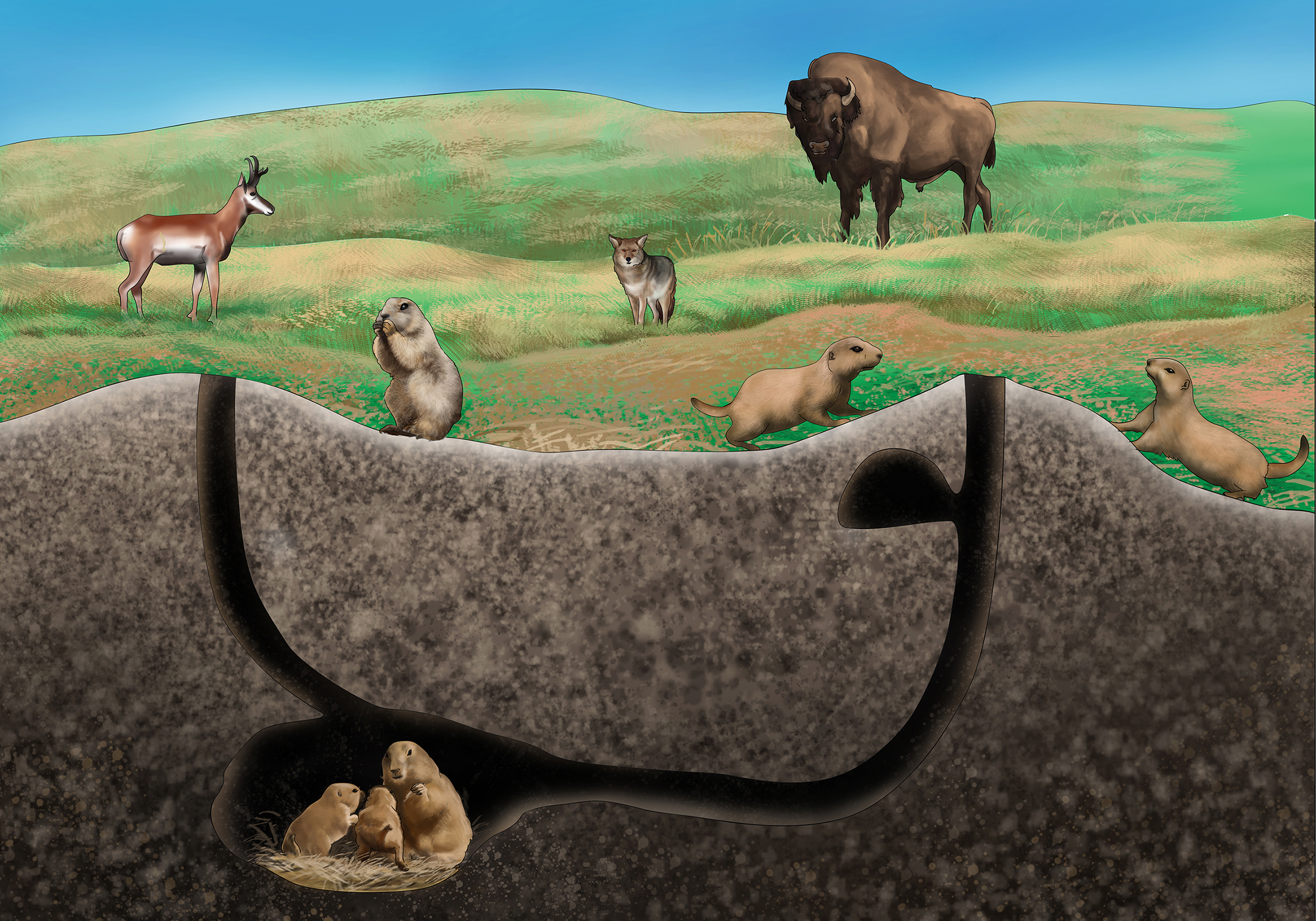 Illustration-Design von arif für Theodore Roosevelt Nature & History Association | Design #25765492