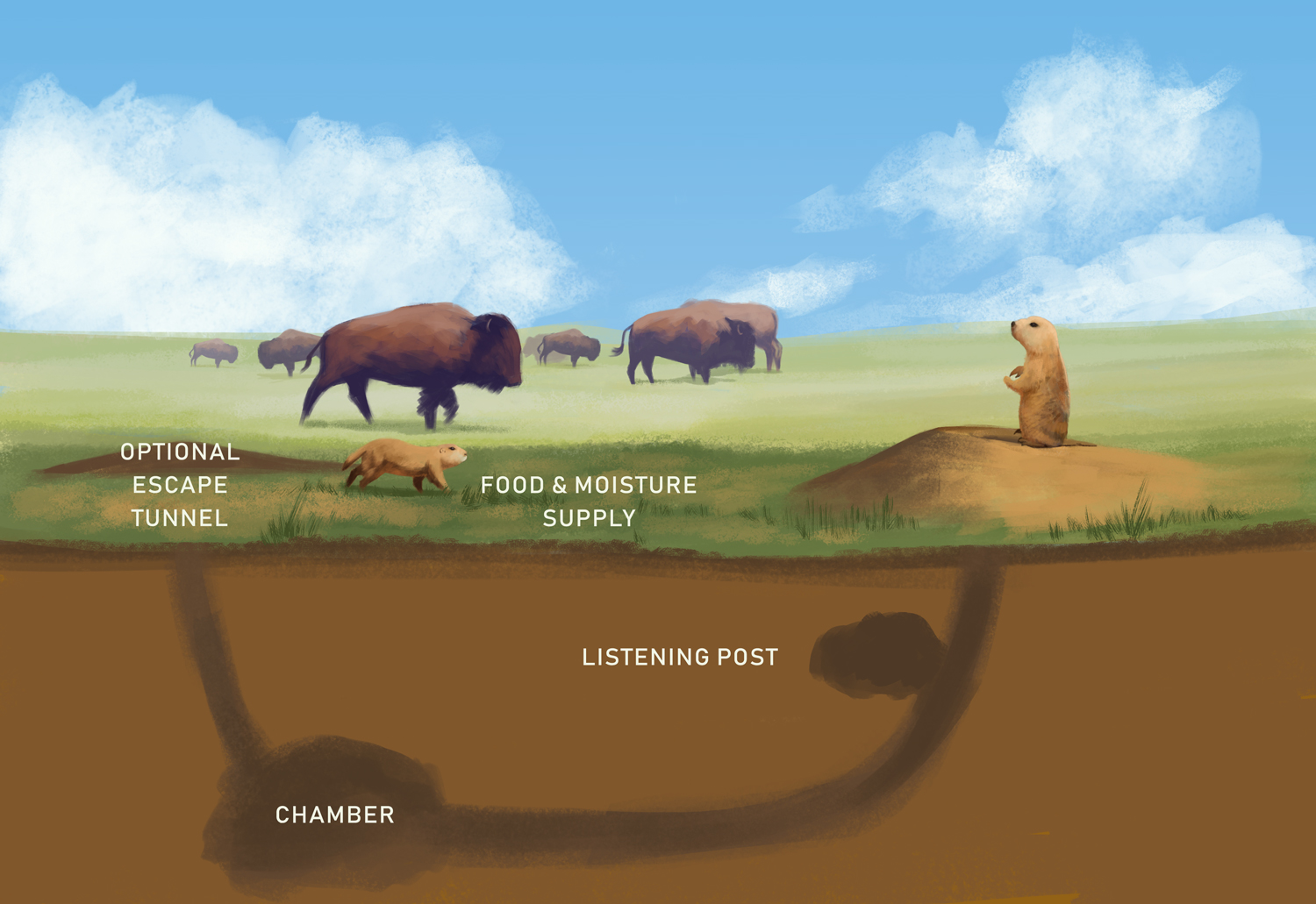 Illustration Design by Pudja Pratama Sakti for Theodore Roosevelt Nature & History Association | Design #25755050