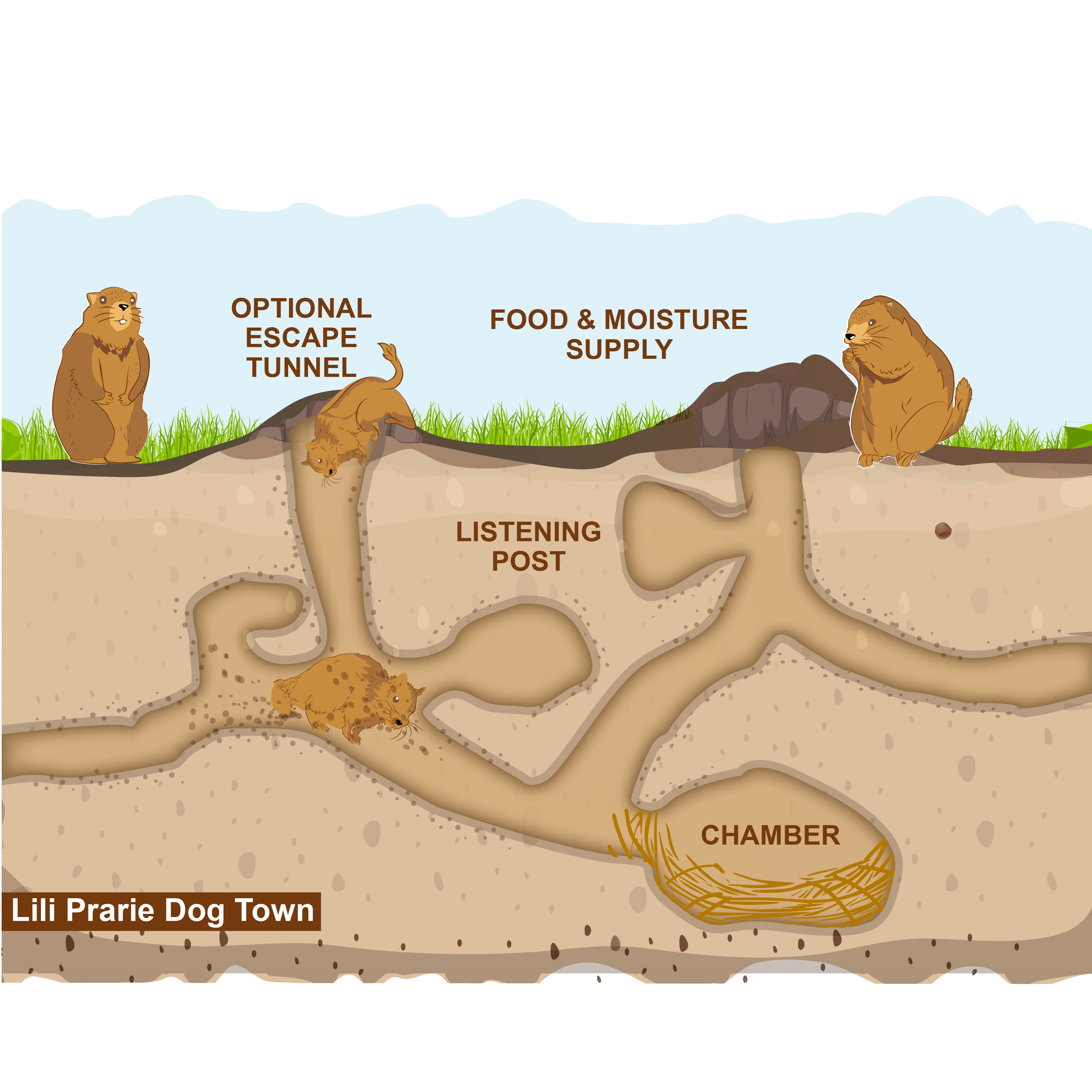Illustration Design by vigie for Theodore Roosevelt Nature & History Association | Design #25763475