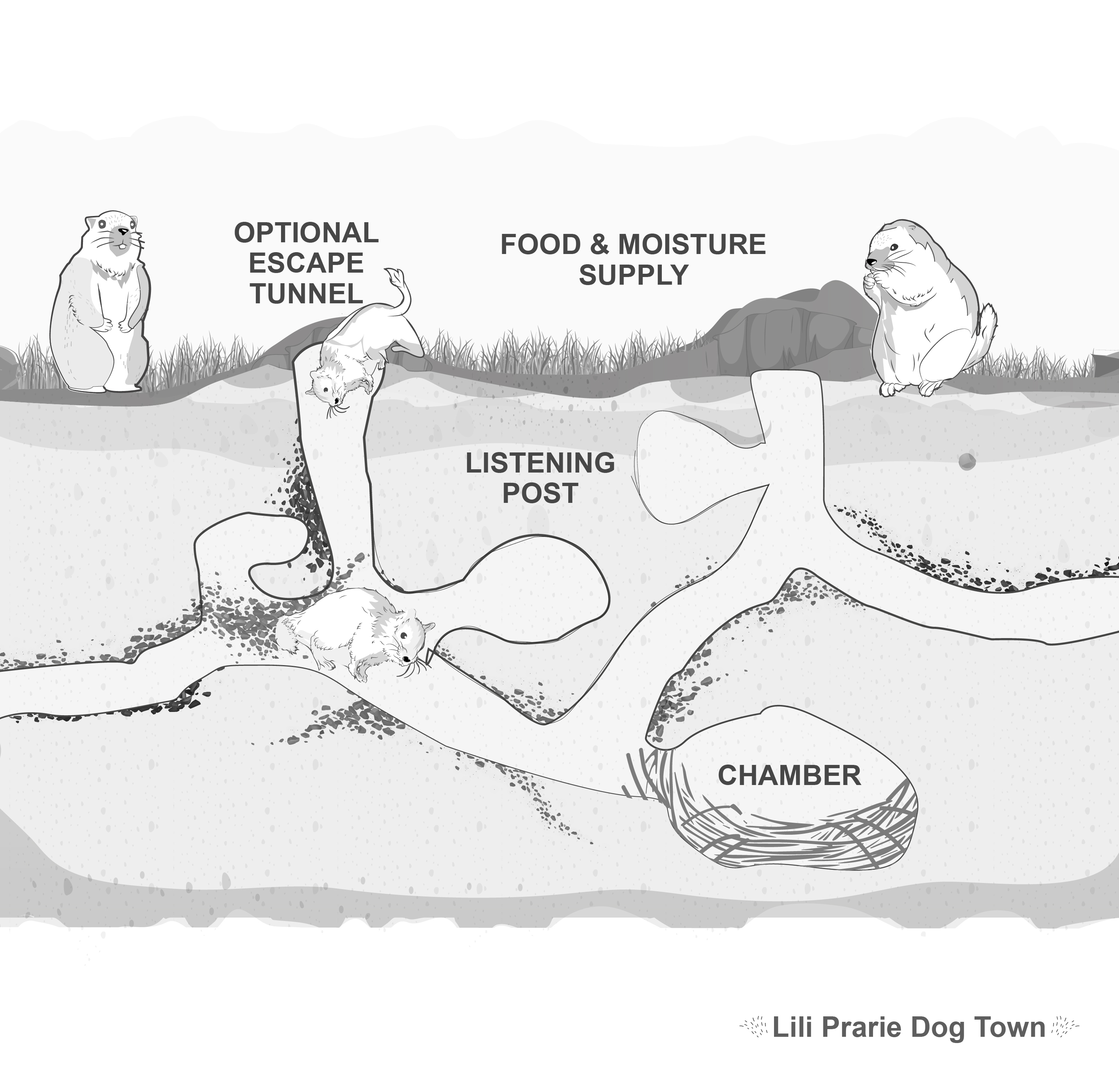 Illustration Design by vigie for Theodore Roosevelt Nature & History Association | Design #25763513